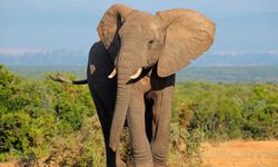 Afrika ülkesi Botsavna, Almanya’yı 20 bin fille tehdit etti