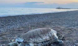 Antalya Boğazkent’te sahile ölü caretta caretta vurdu