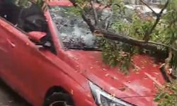 Dikili’de İlginç Olay: Aynı Aracın Üzerine İki Kez Ağaç Düştü