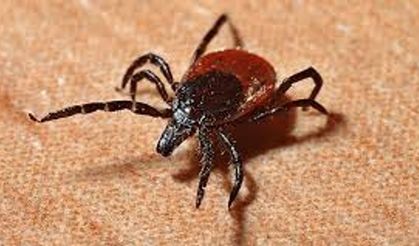 İstanbul'da 2025 yılında 7 bin 2 kene vakası bildirildi