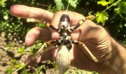 Elazığ’da dev etçil çekirge vatandaşın ilgisini çekti