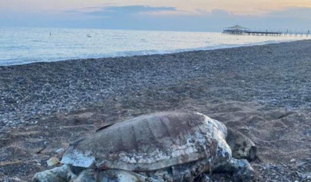 Antalya Boğazkent’te sahile ölü caretta caretta vurdu