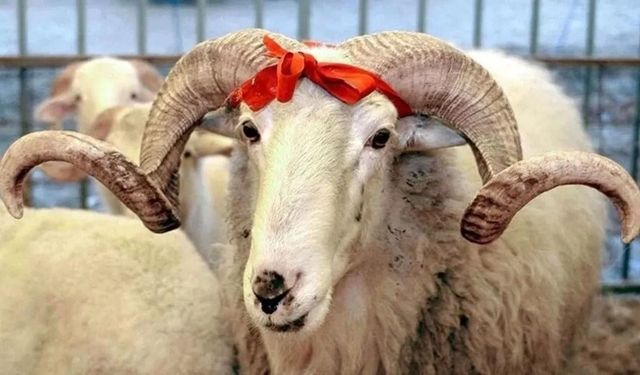 Kurban Bayramı tatili kaç gün? Kamuya idari izin açıklaması