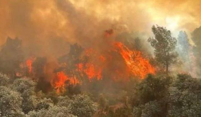 Eskişehir Seyitgazi’de facia: 11 orman işçisi şehit oldu