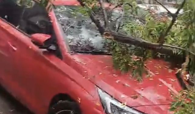 Dikili’de İlginç Olay: Aynı Aracın Üzerine İki Kez Ağaç Düştü