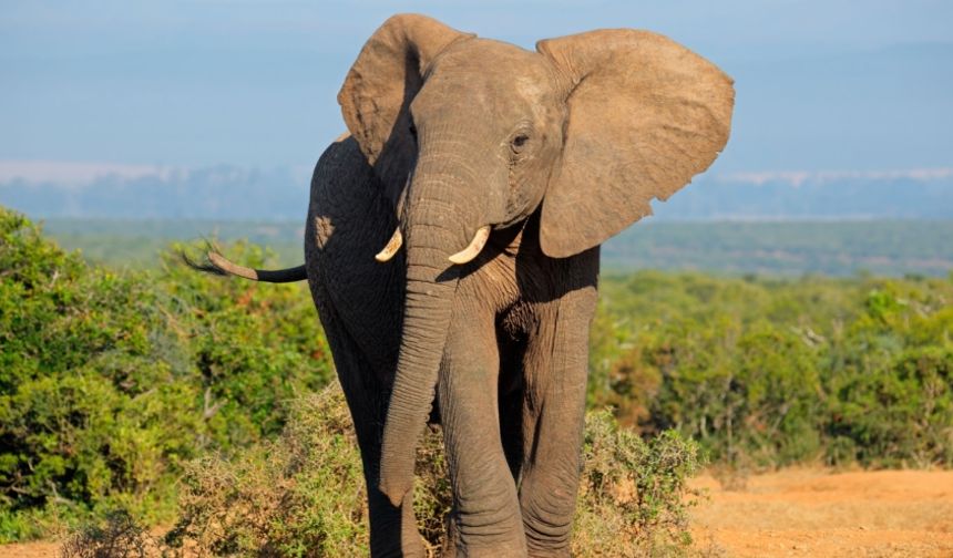 Afrika ülkesi Botsavna, Almanya’yı 20 bin fille tehdit etti